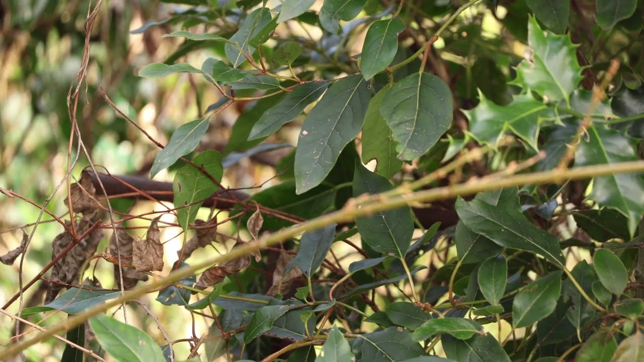 One robin sings, one forages