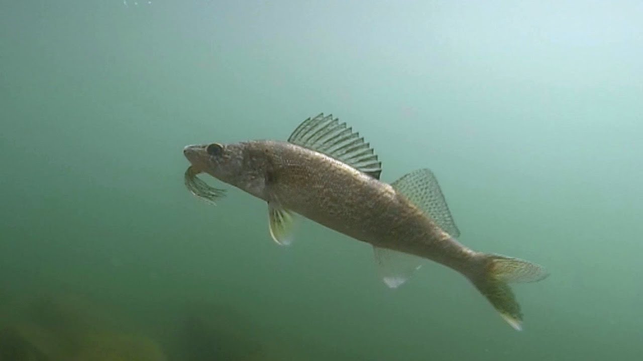 Shoreline Fishing for Walleye in Washington