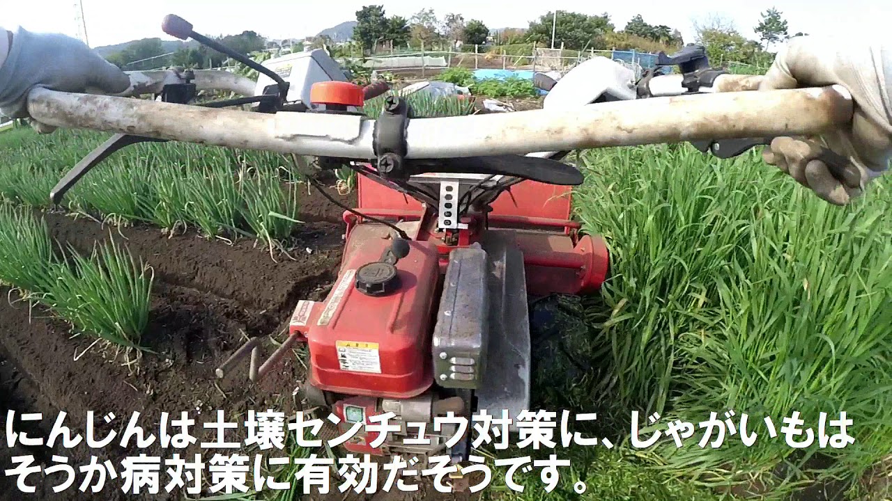 ヘイオーツを刈取ります。