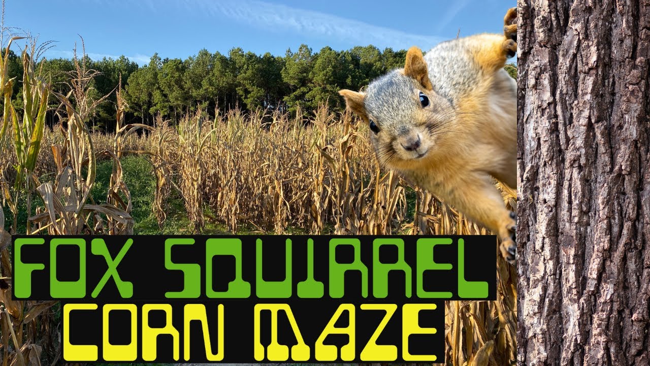 Fox Squirrel Corn Maze | Fun, Family and Fall Vibes | Plant City, FL