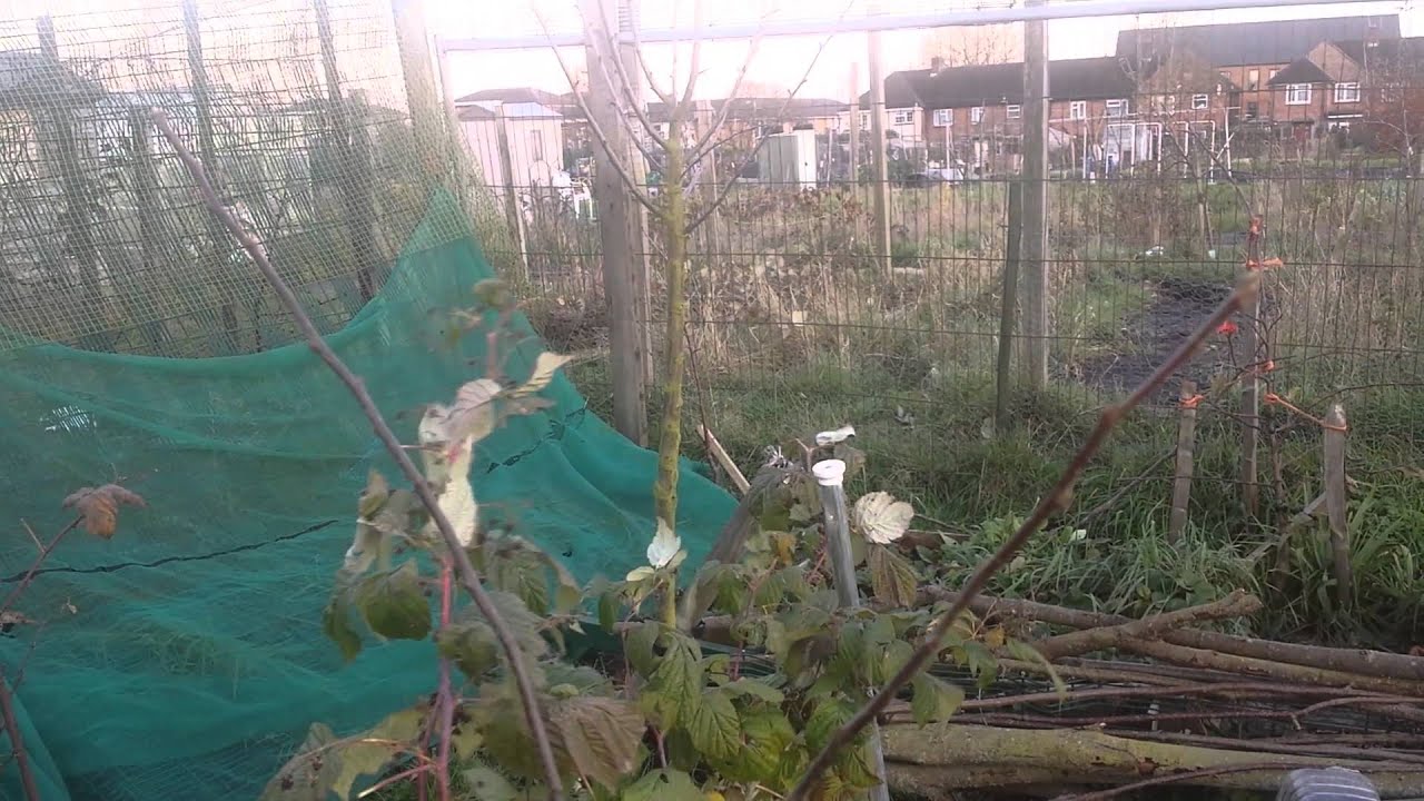 Iranian Medlar-Keepers Nursery- Azgil or Konoos!