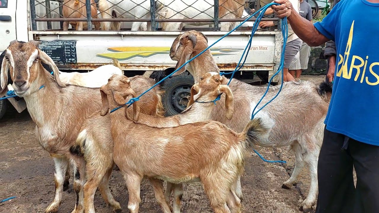 Full BABON ANAK HARGA OBRAL‼️ Pasar Kambing Purwantoro