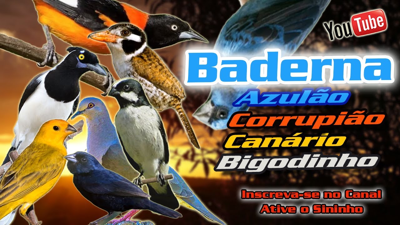 BADERNA DE AZULÃO, CORRUPIÃO, CANÁRIO, BIGODINHO, TIZIL E CIA.