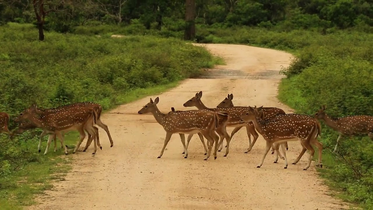 Unexpected Roadblock: Herd of Deer Gracefully Crosses the Road