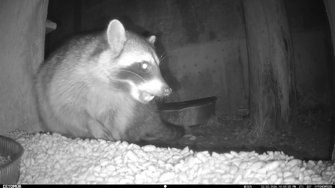 YARD (4k) Feb 2, 2026 - Feb 3, 2026