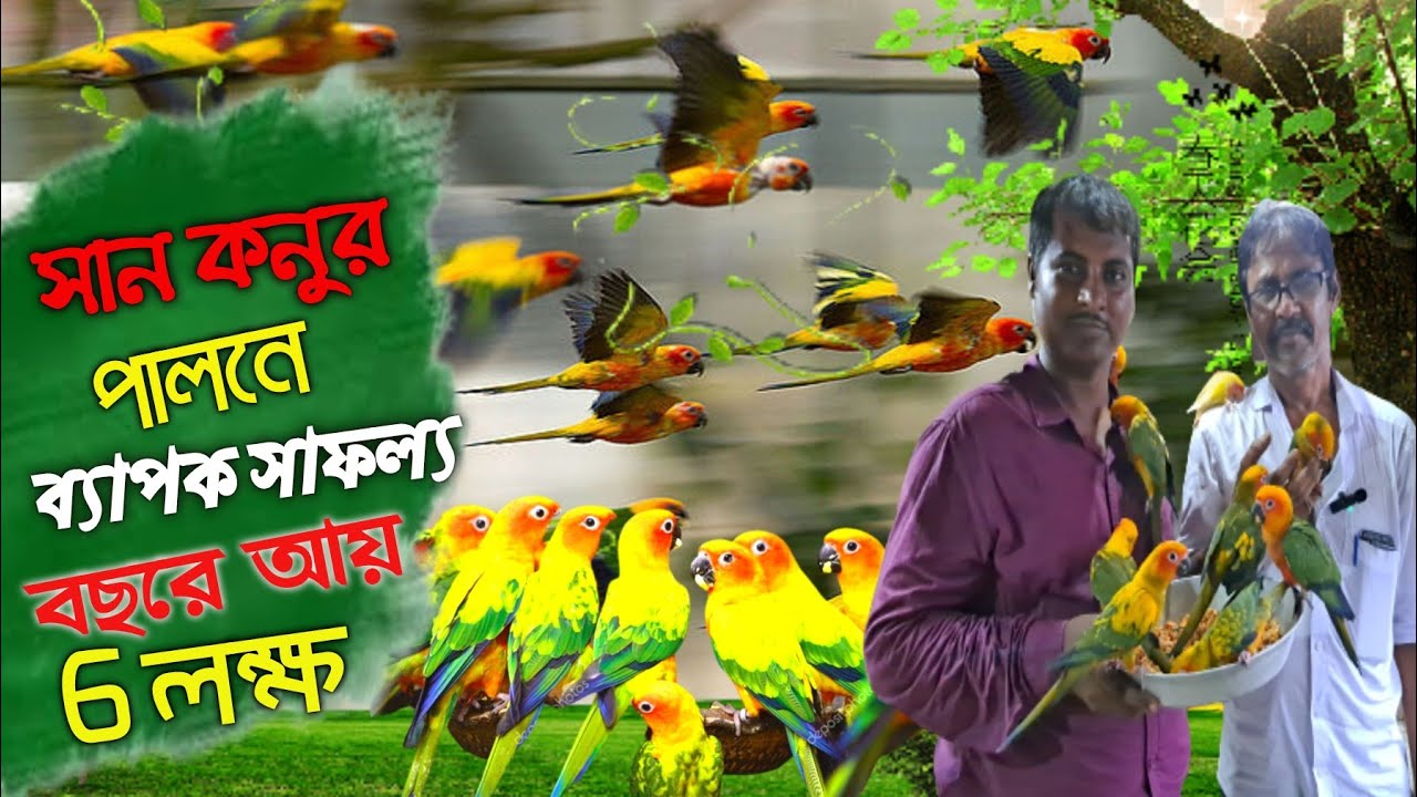 Sunconur পালনে ব্যাপক সাফল্য অপূর্ব বাবুর /Sunconur beeding in India
