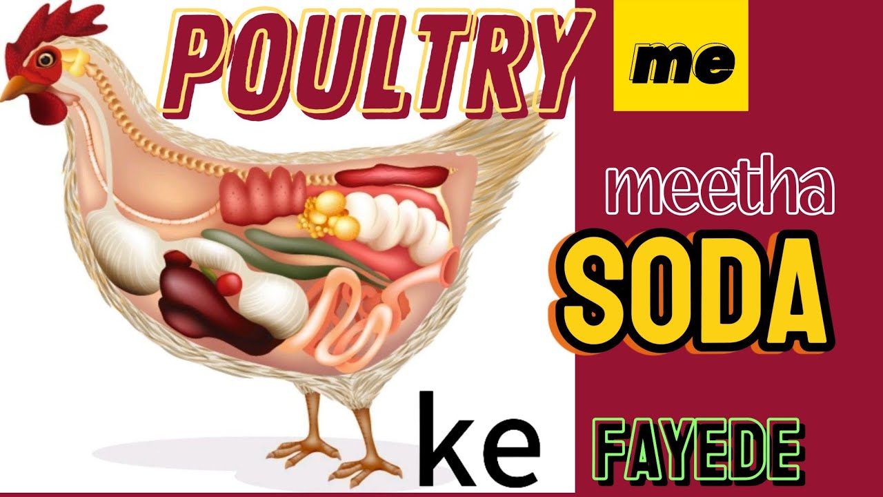 Use of baking soda in poultry. |. Poultry me baking soda ka prayog