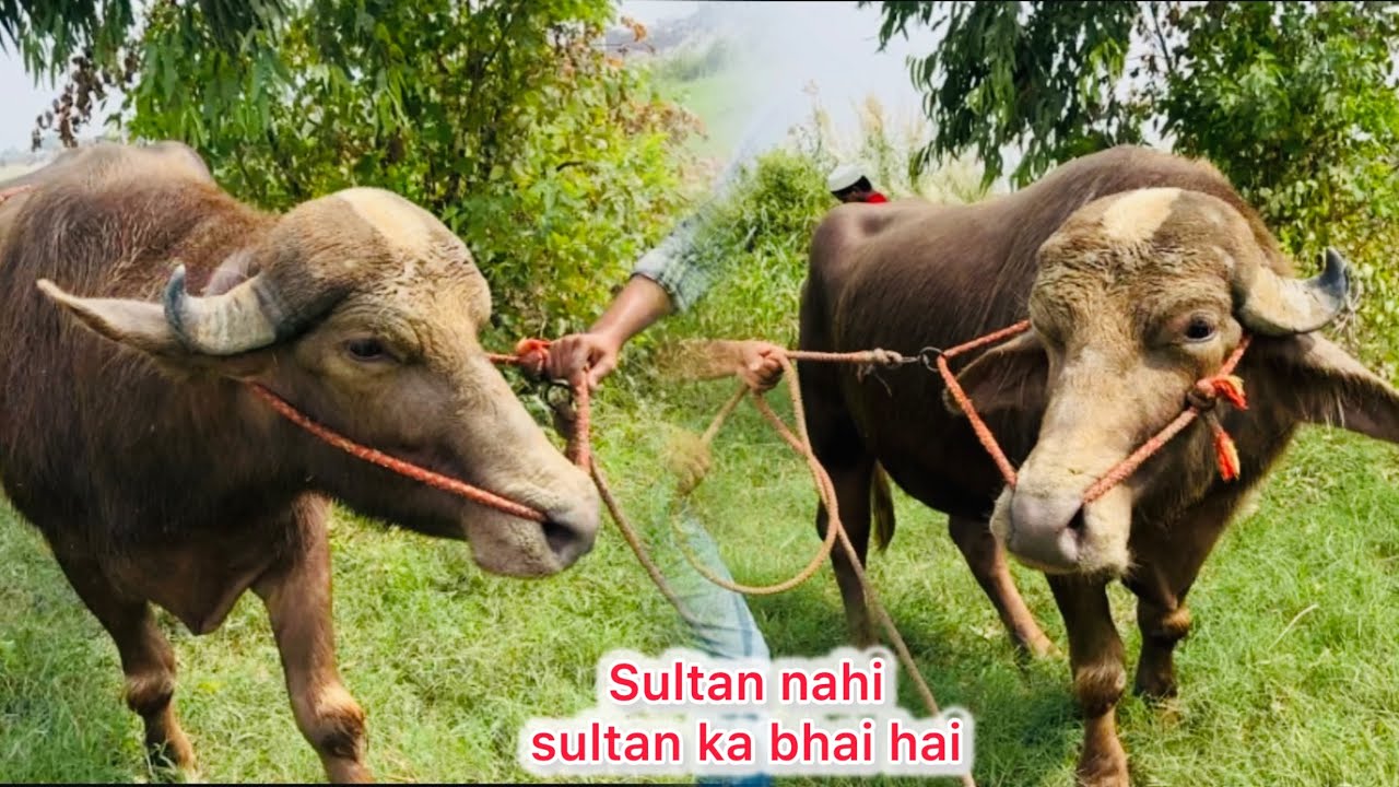 Sultan ka saga bhai ?..@Bull vlog #reaction #vlog #buffalo #minizoo