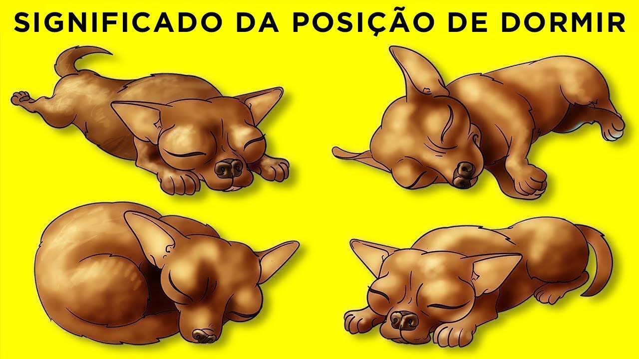 O Que a Posição Em Que Seu Cachorro Dorme Pode Revelar Sobre Ele
