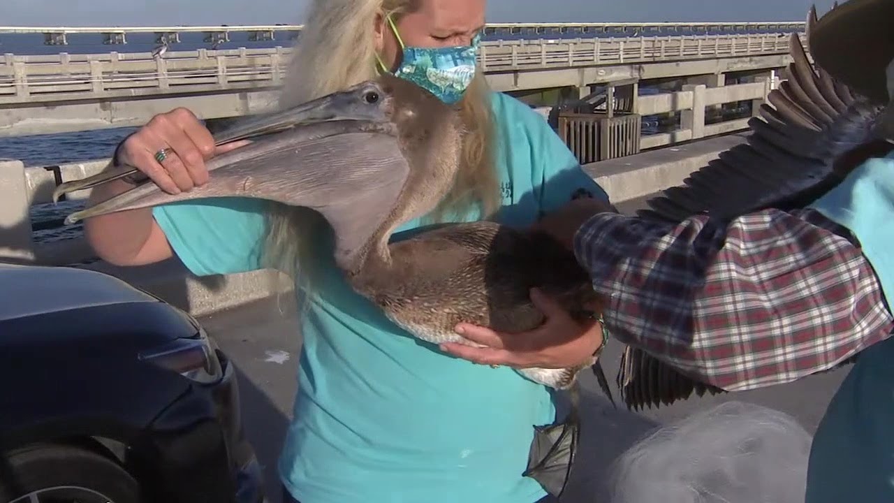 Seabird rescue groups overwhelmed with fishing-related injuries