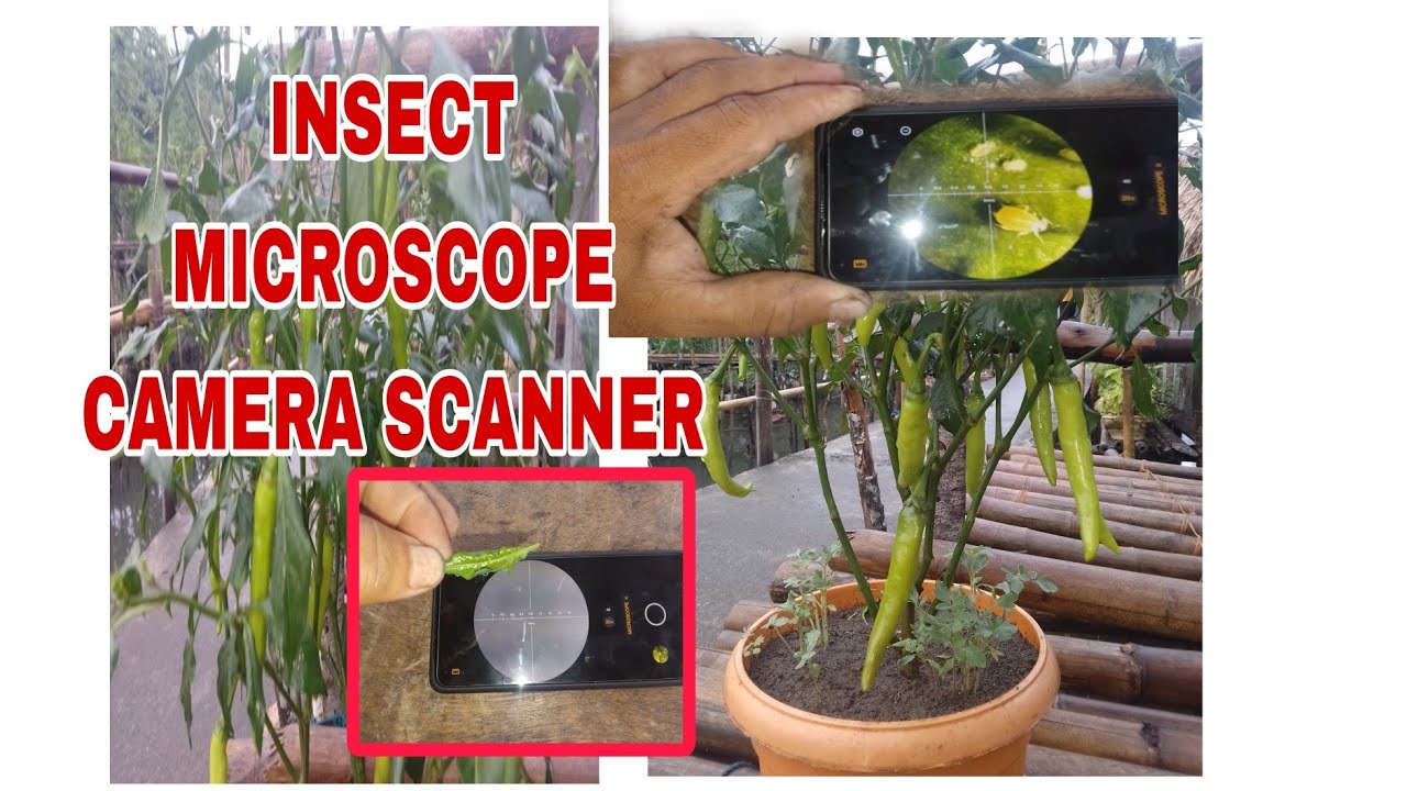 Pwede mo na I scanned Ang mga Halamang gulay na Tanim Gamit Ang microscope camera Scanner /cellphone