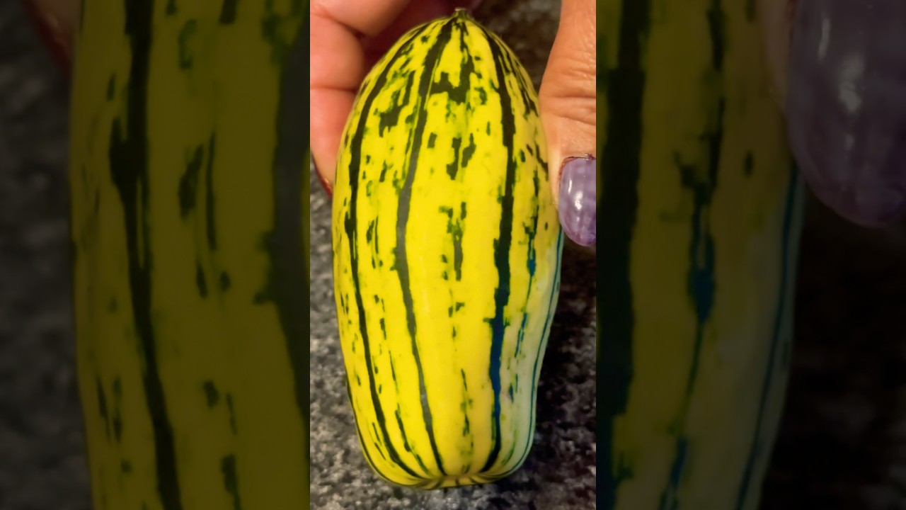 Dynia delikatna (Cucurbita pepo) - pierwszy raz, kiedy ją uprawiam #dynia #m&oacute;jogr&oacute;d #ogrodnictwo