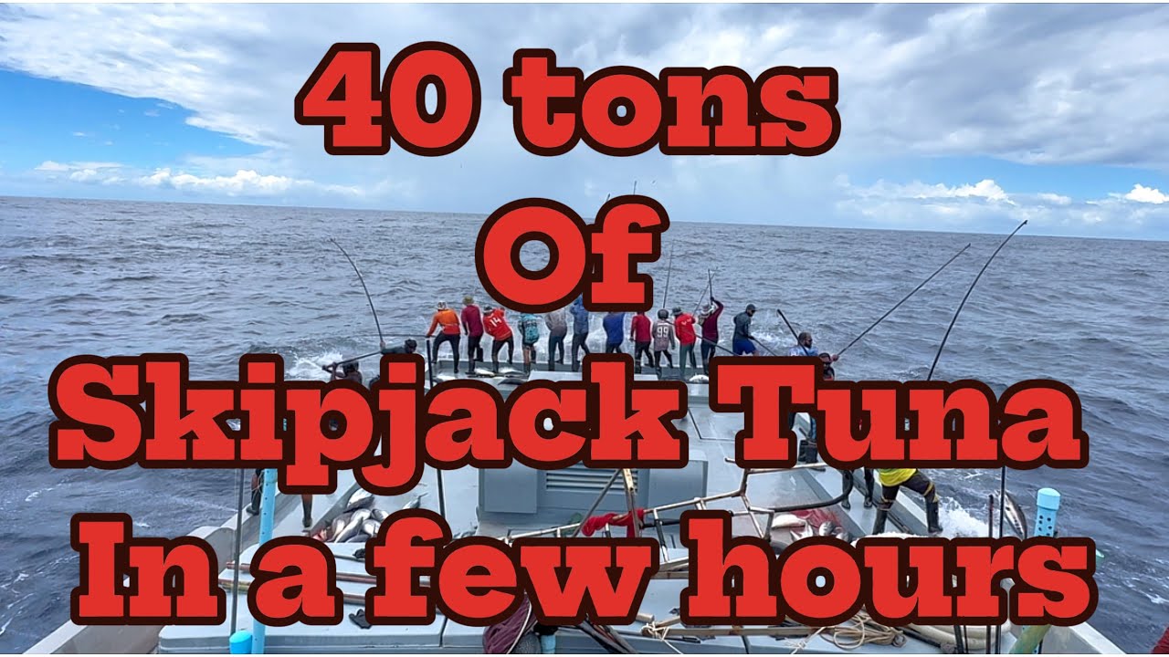 41 Tons of Skipjack in ONE DAY!😱