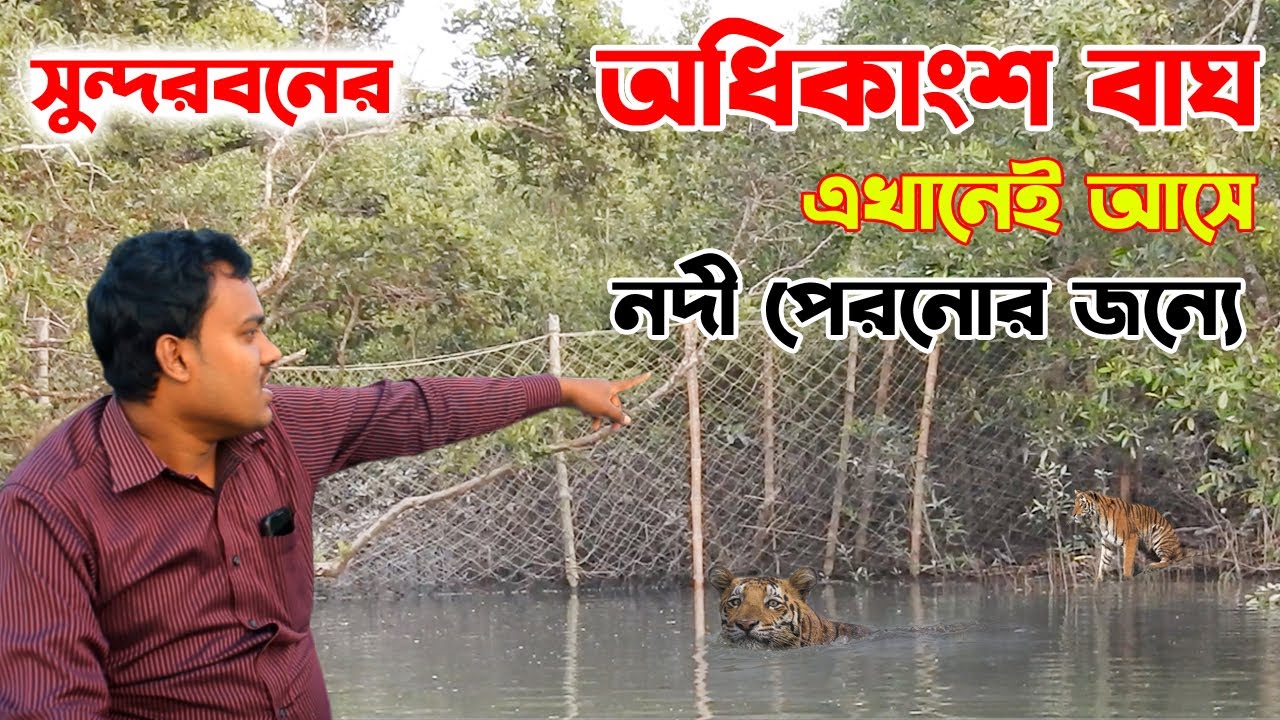 অধিকাংশ বাঘ এখানেই আসে লোকালয়ে যাওয়ার জন্যে | Sundarban | tiger attack | #sundarbanoligoli