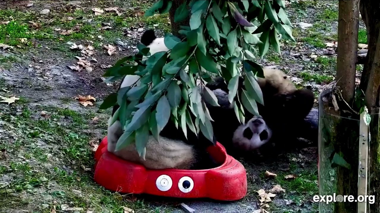 12/10/25 This Little One 👉🏻 Xiu Chen was ready to take on mommy 👉🏻Shui Xiu lol