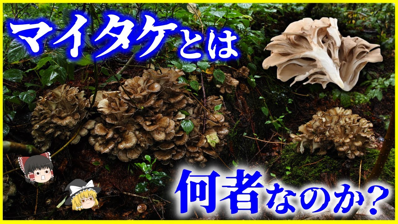 【ゆっくり解説】かつては幻のキノコだった？「マイタケ」とは何者なのか？を解説/マイタケの人工栽培までの道のりとは