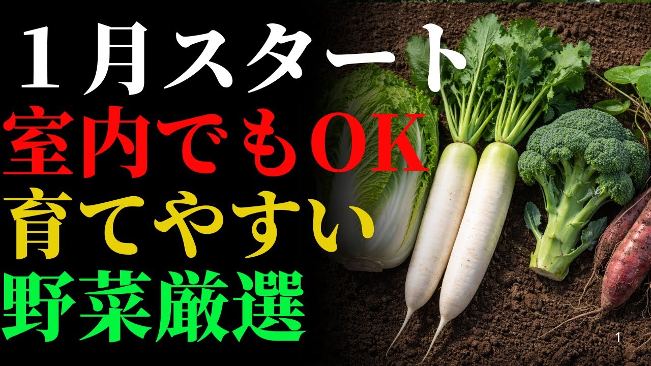 【2026年スタート】1月に植え始める！初心者におすすめの野菜5選＋室内で育てられる野菜3選｜プランター家庭菜園 | 雑草対策 | ガーデニング | 栽培
