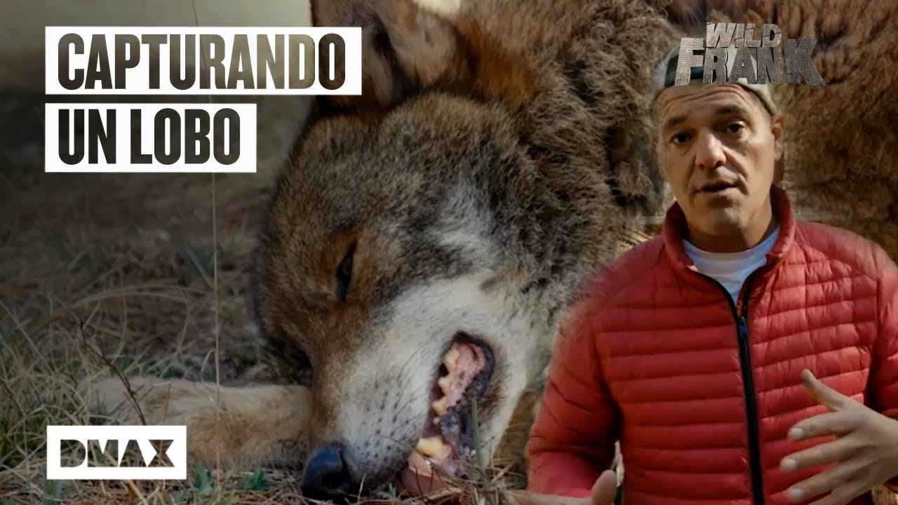 Wild Frank ayuda a atrapar un ejemplar de lobo ibérico | Wild Frank