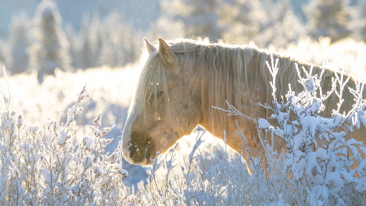 Our best Wild Horse Footage Yet.