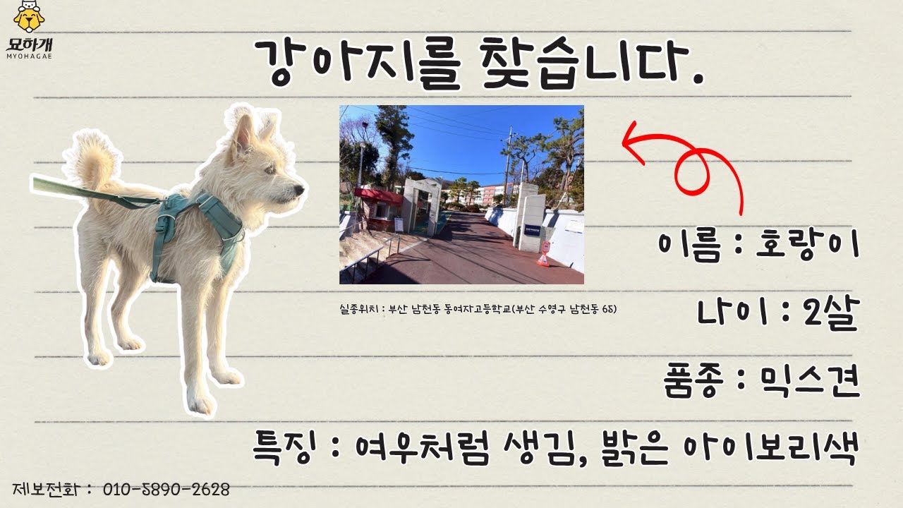 [실종동물찾기] 믹스견 호랑이를 찾습니다. (부산광역시 실종동물 방송)