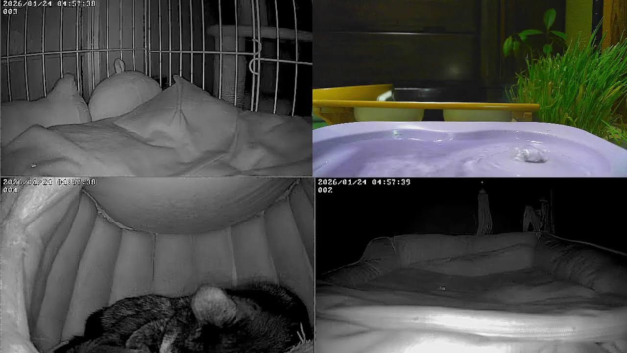 【24時間365日保護猫ライブ】　介護の為留守にしてます。猫達をよろしく。猫と水音　野良猫から家猫へ 　保護猫5匹　癒し　ASMR 　 睡眠　cat live