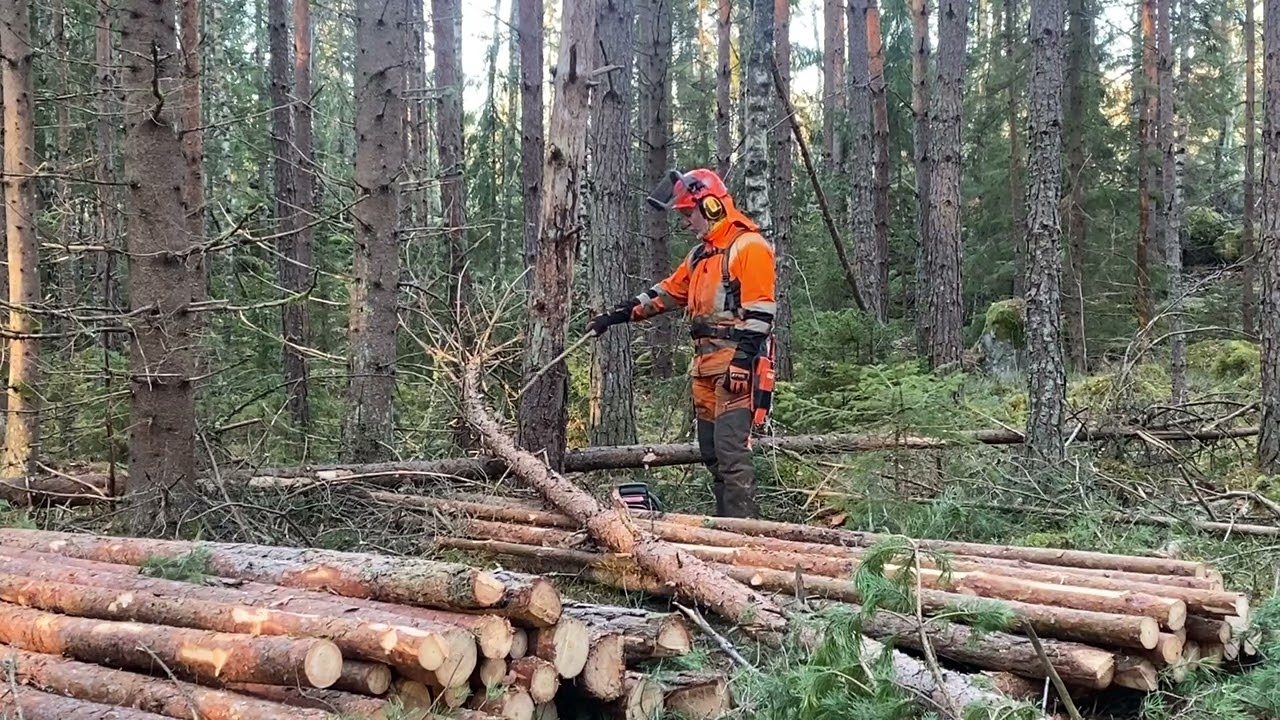 Motorsåg C-kurs, Lösgör spänning i trädstam på säkert sätt med öppning på trycksidan.