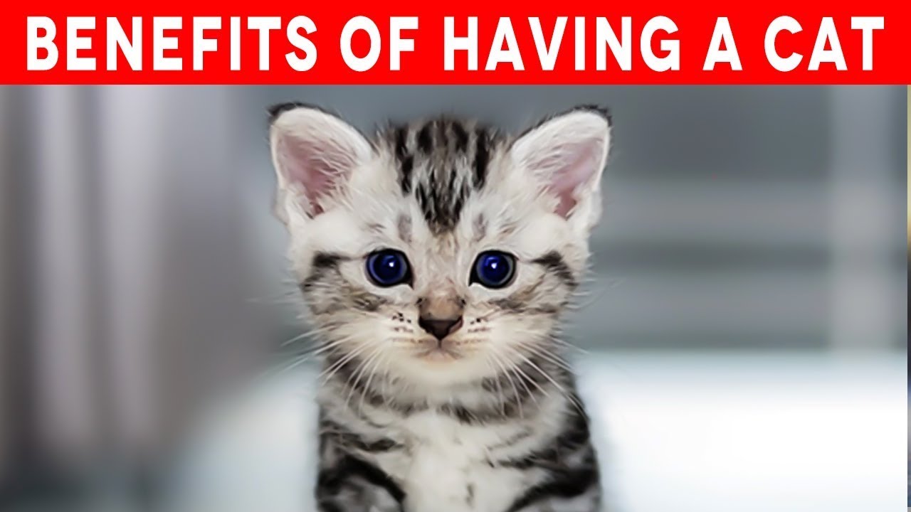 15 Benefits of Having a Pet Cat at Home