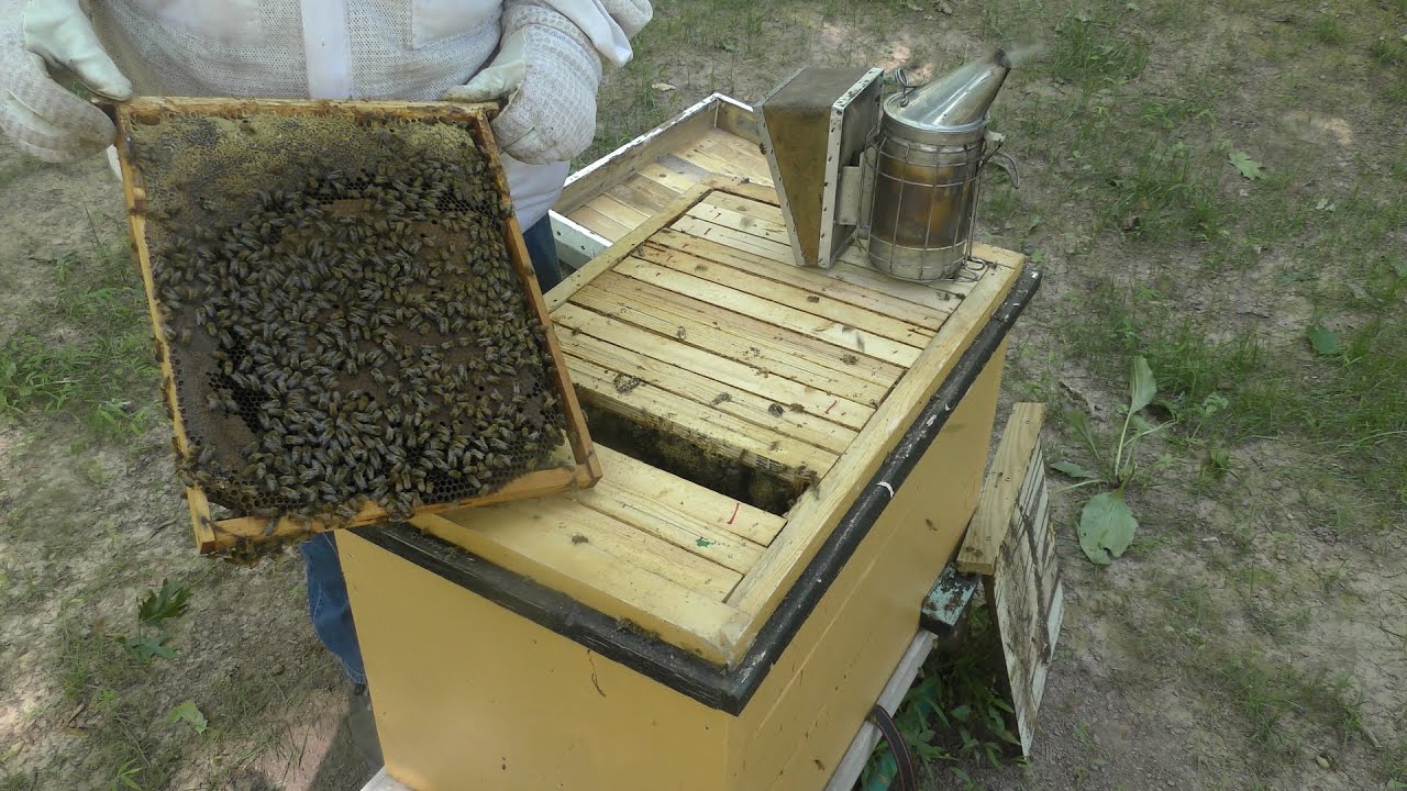 Layens Hive Inspection; Drones, Drones, Drones | June 19th, 2022