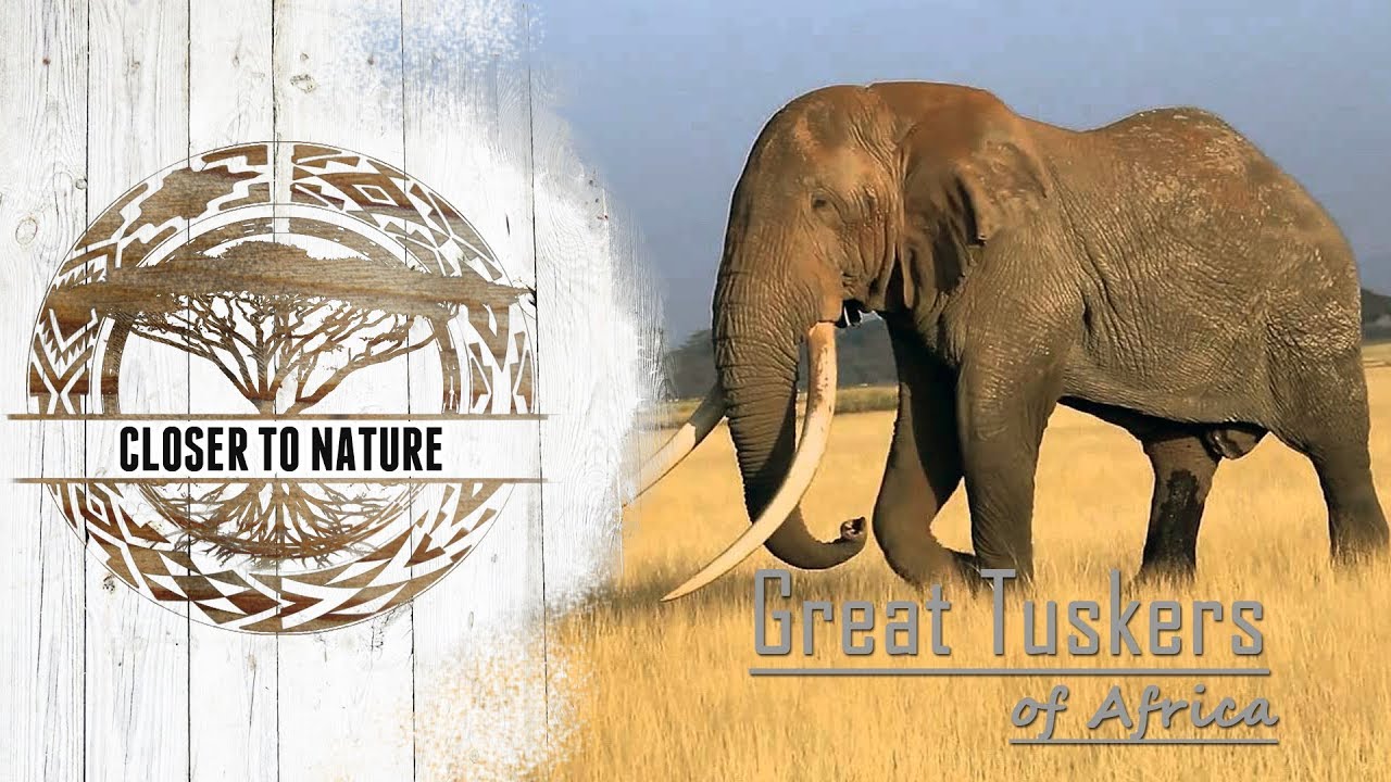 Great Tuskers of Africa | CLOSER TO NATURE