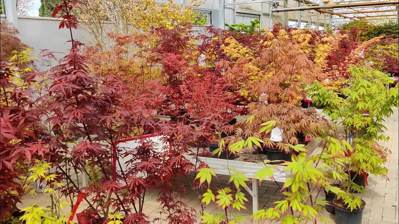 Japanese Maples - Spring Visit at Baumschule Hachmann (nursery) - May 8, 2021