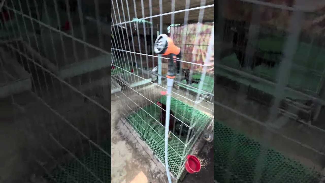 Trại gà thạch Bùi 