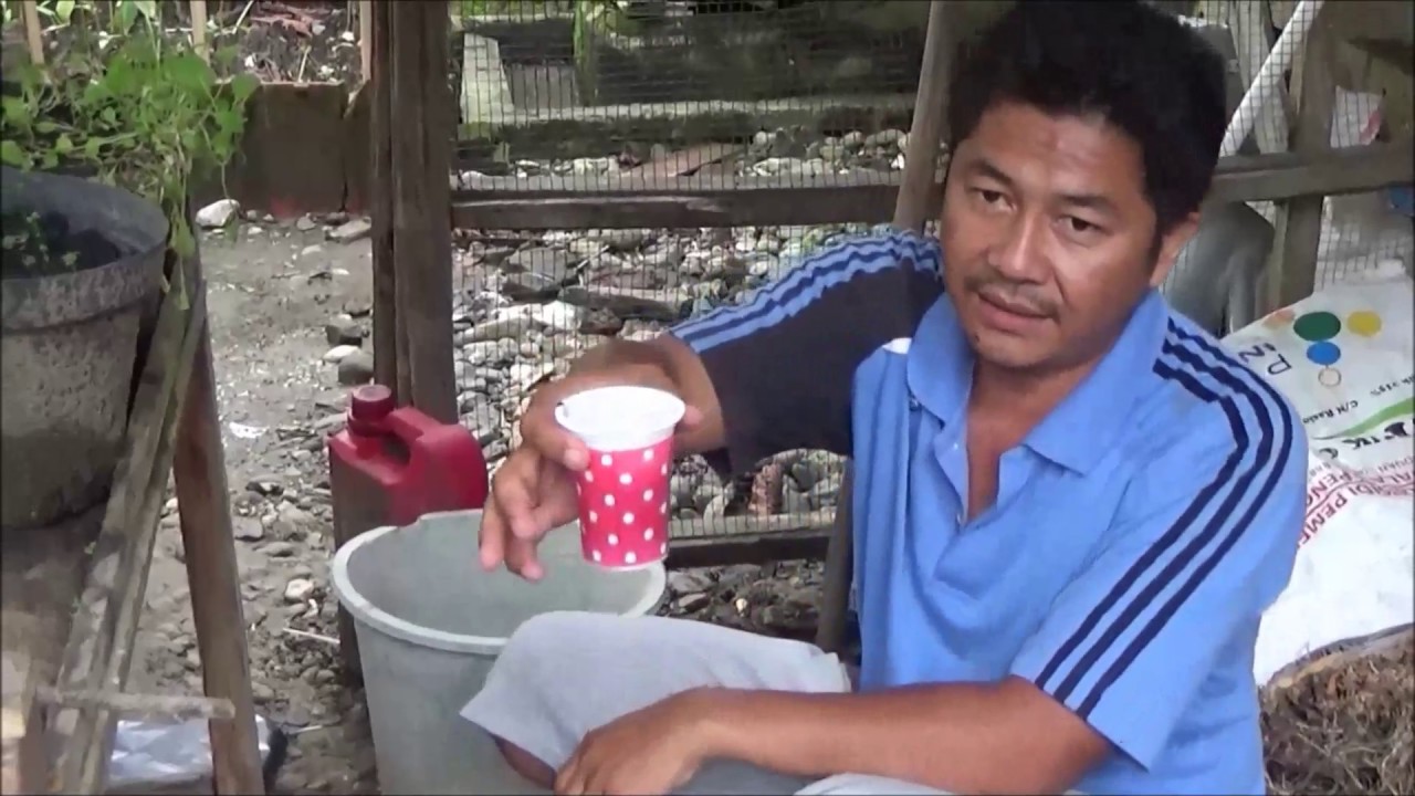 Cara Mudah Membuat Pupuk Organik Cair POC dari Urine Sapi dengan Cepat