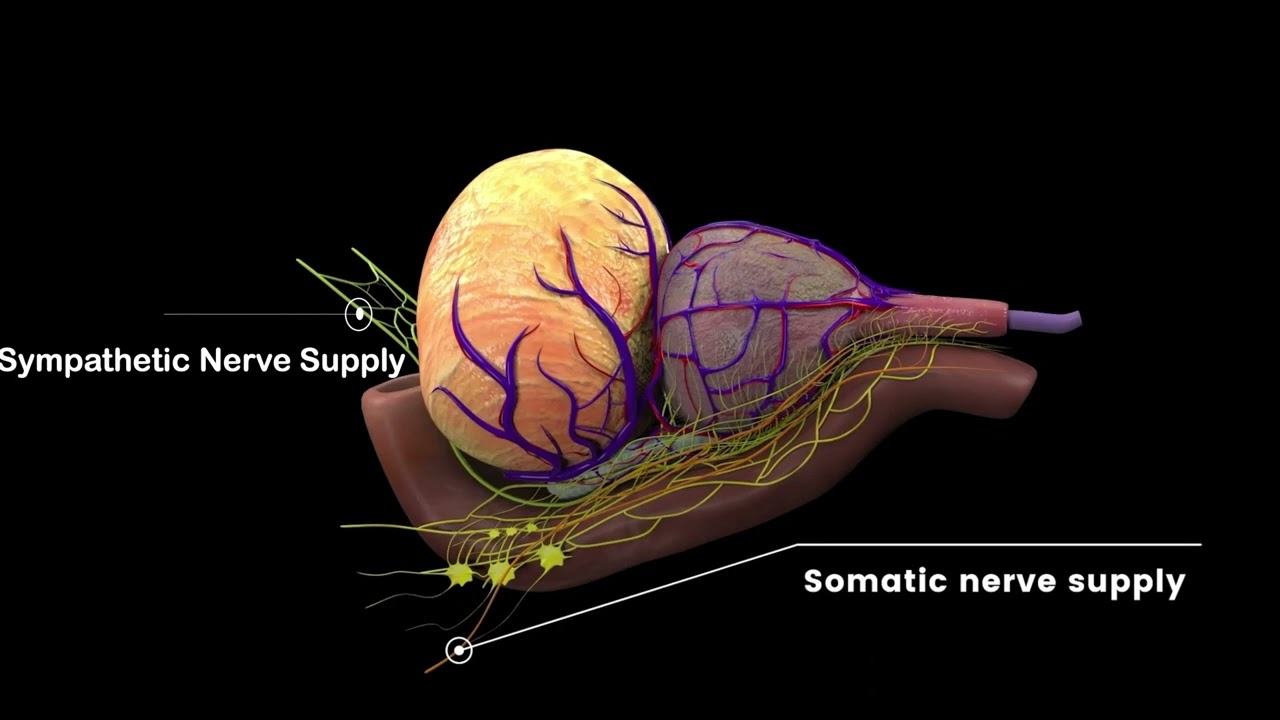 V10-01: A comprehensive review of Neuroanatomy, prostate anatomy and peri-prostatic structures