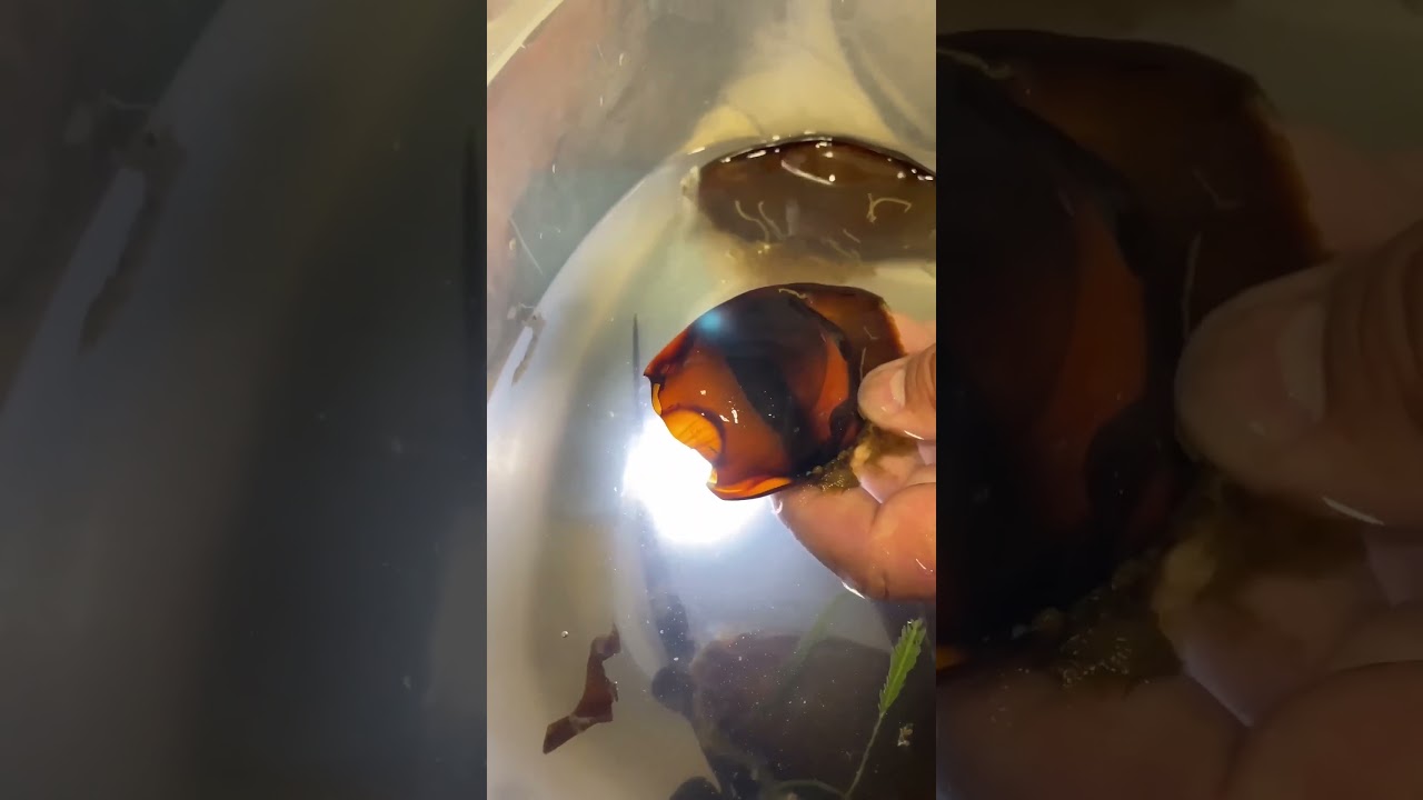BABY SHARK UNBOXING??? DOO-DOO🤩These little guys are Bamboo Sharks😮