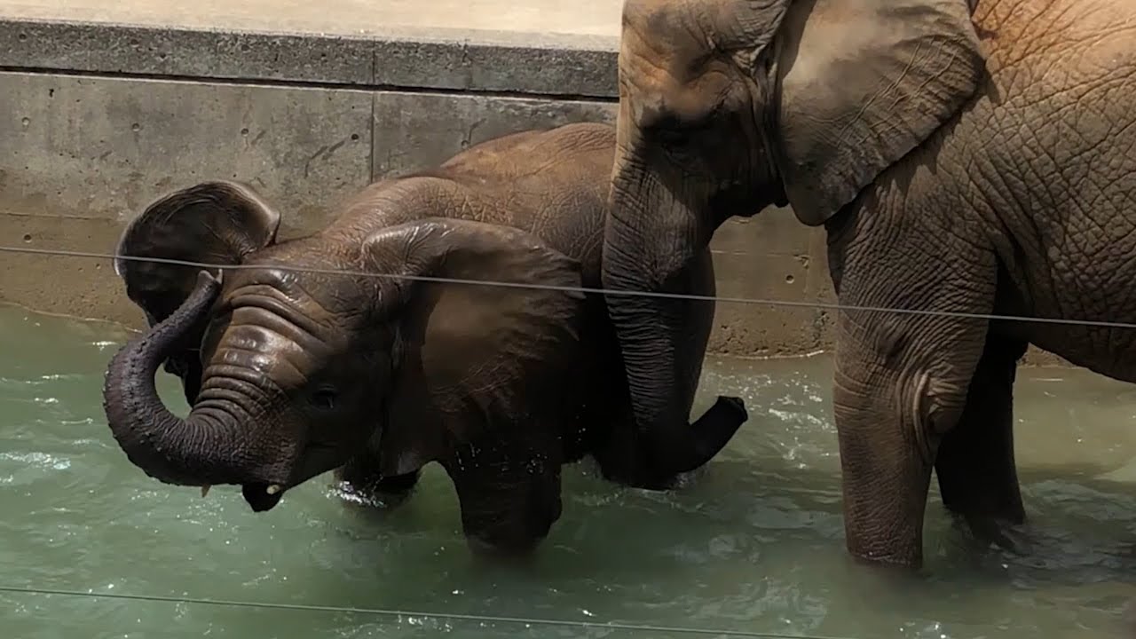 ザブザブ！パォォン！アフリカゾウ姉妹の元気な水浴び【愛媛県立とべ動物園】（お姉さんゾウのヒメ、妹ゾウのトア）