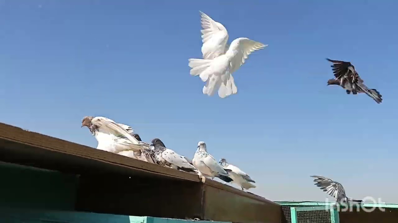 فتحت طيور الغربه وفريتها المغرب