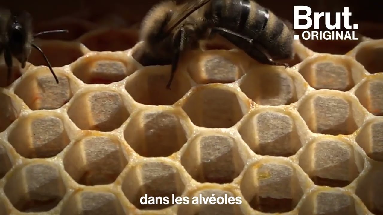 les 8 métiers des abeilles