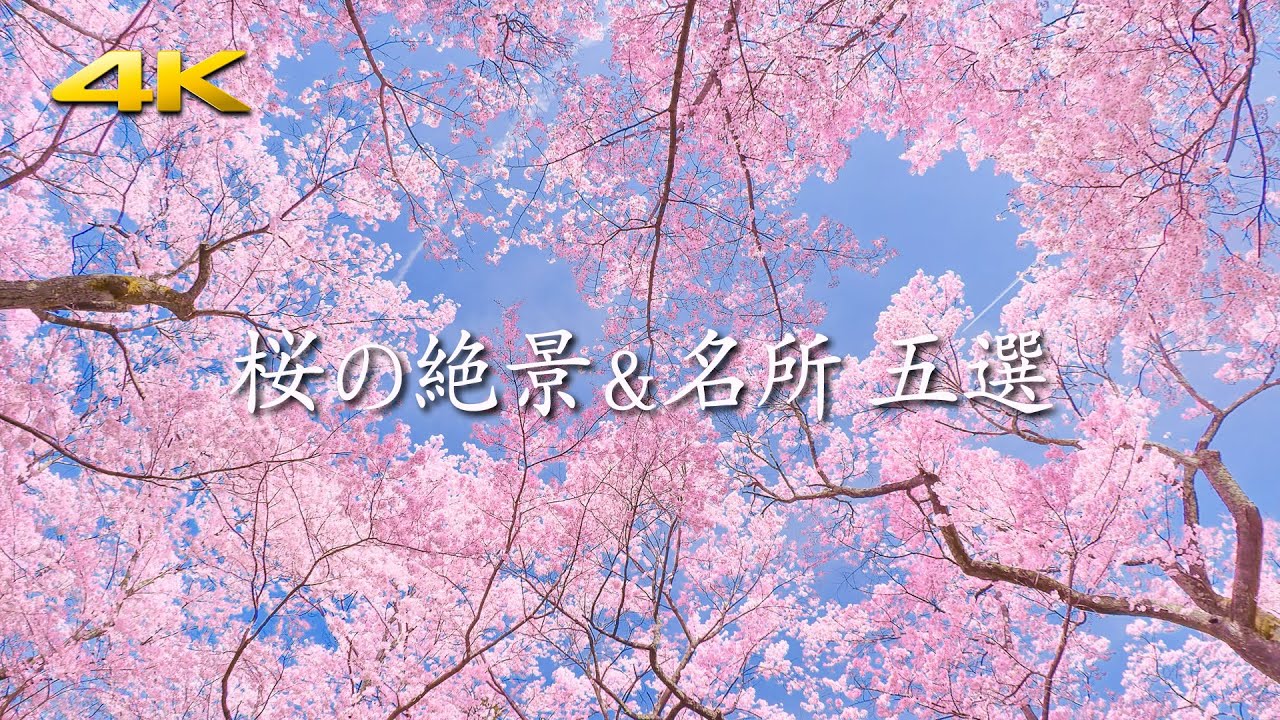 一生に一度は見たい！ 今年こそ絶対見に行きたい！「桜の絶景＆名所」五選　大石寺 赤城南面千本桜 高田城址公園 高遠城址公園 弘前公園 (shot on BMPCC6K)