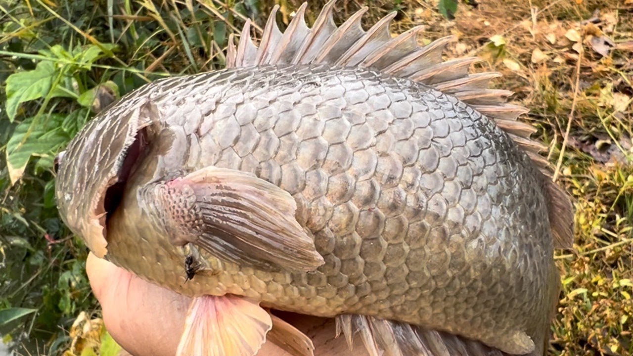 Câu Cá Rô Đồng mùa khô hạn, VÒ ĐẦU BỨT TÓC VỚI MẤY CON RÔ KHỦNG/ FISHING