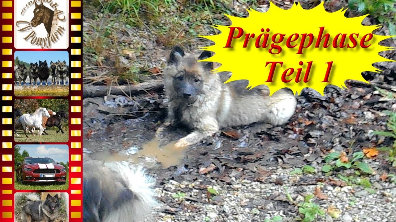 Nach der Welpenaufzucht beim Züchter - Hund in der Prägephase Teil 1 - Mittelspitze im Schlamm