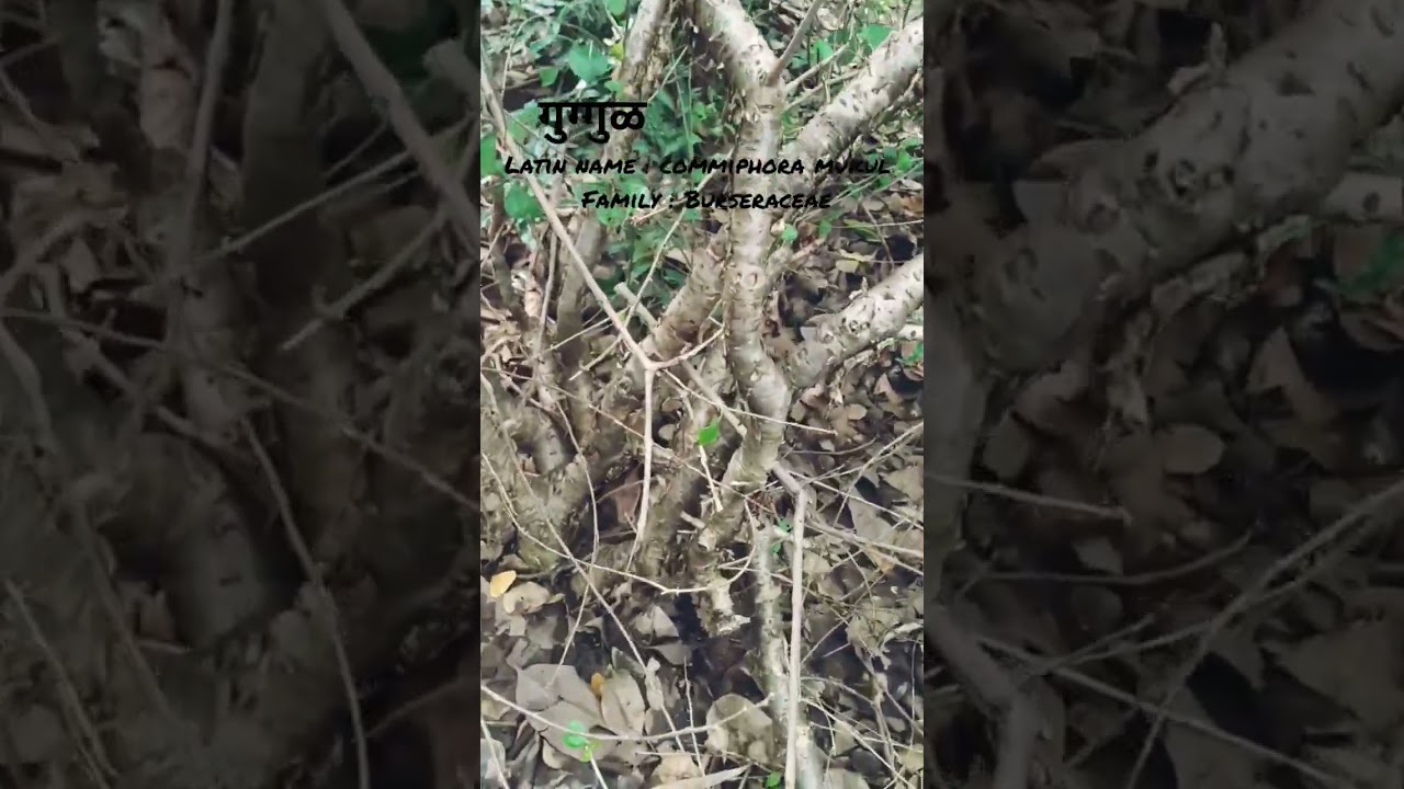 गुग्गुळ plant 🌱 | AIAPGET |Ayurvedic medicinal plant | #shorts #shortvideo #youtubeshorts