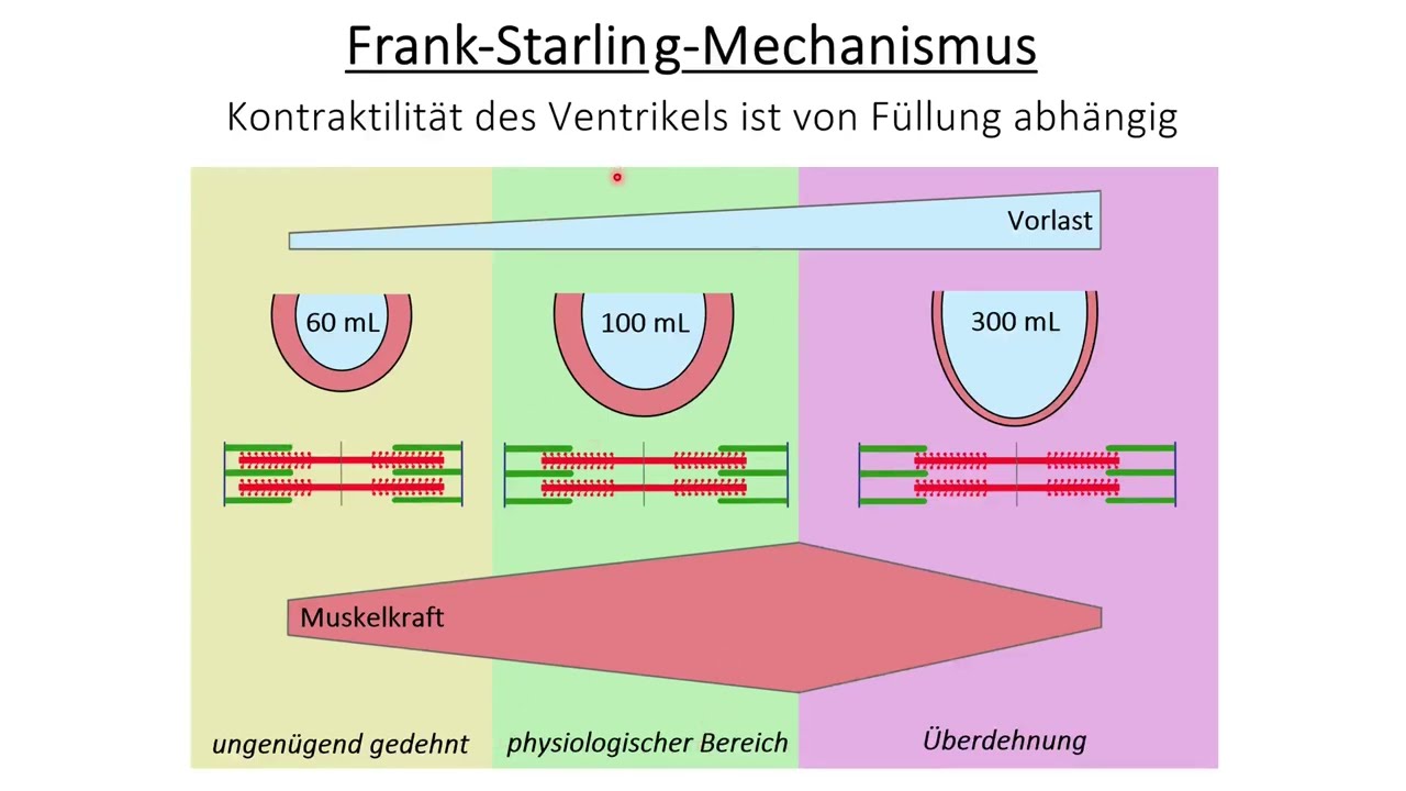Herzinsuffizienz - Pathophysiologie und Pharmakologie