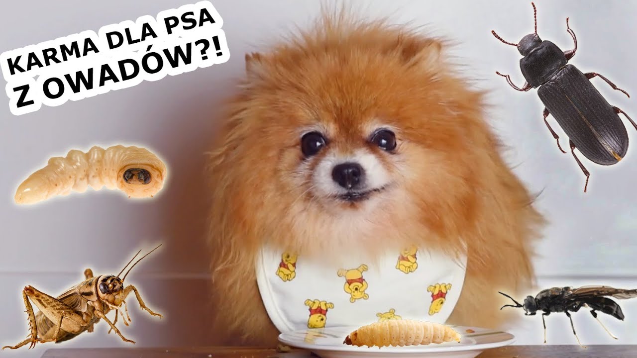 Test jedzenia dla psów z ROBAKÓW 🐛🦟
