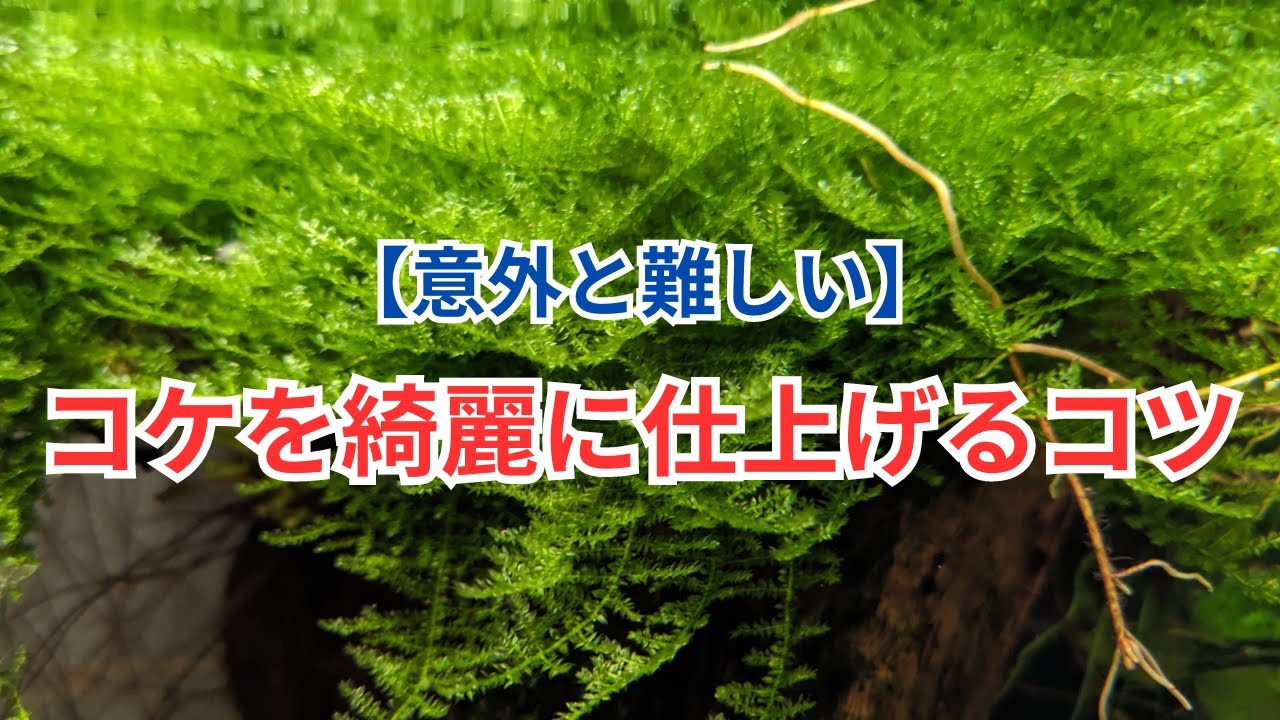 モスの仲間を綺麗に育てるコツ！