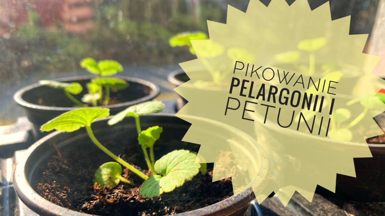Pikowanie pelargonii i petunii. Uprawa pelargonii i petunii.