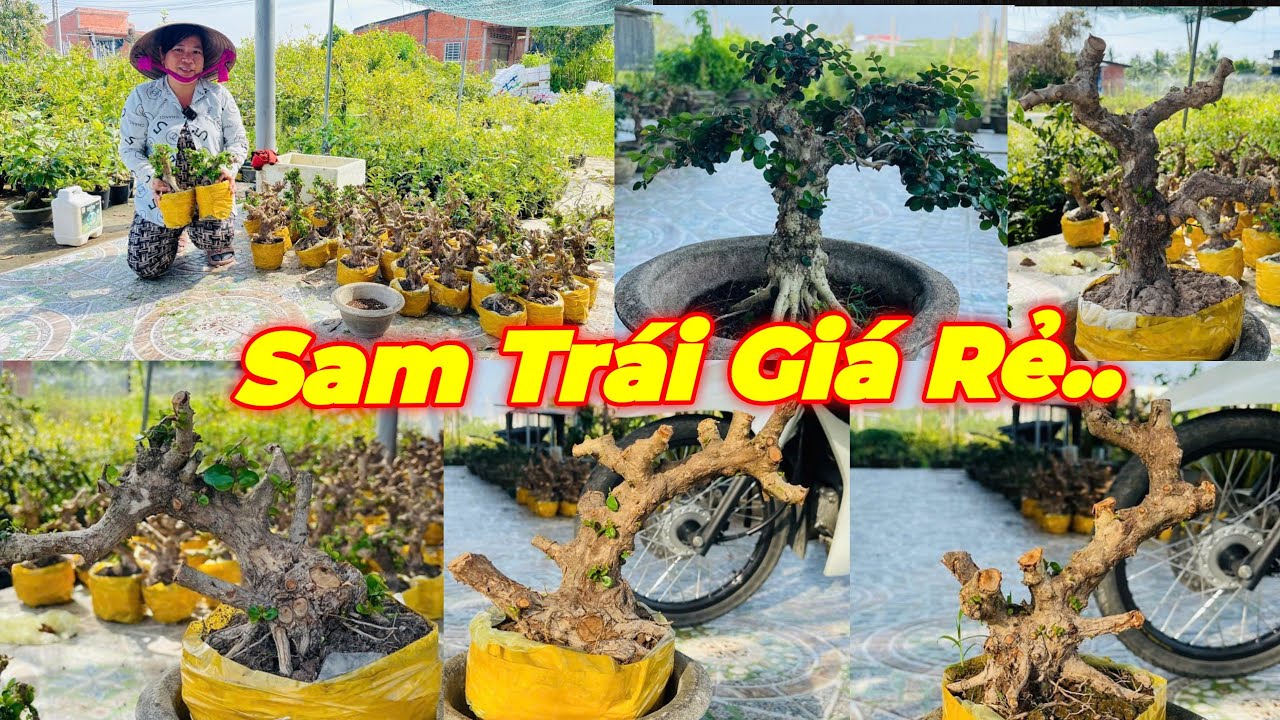 CHỊ HỒNG | 