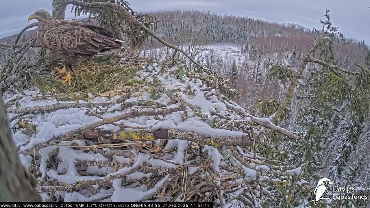 J E20260224 145155MaleBringsFishSwallowsGoesToTopBr