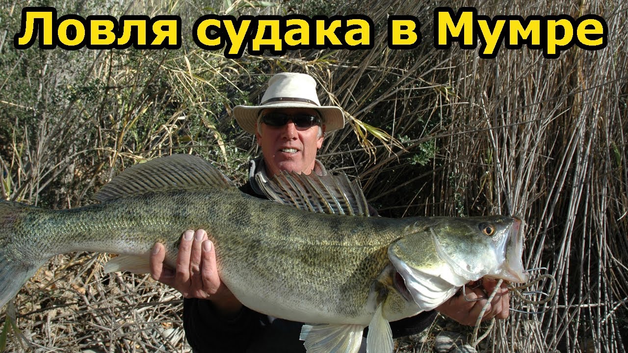 ЛОВЛЯ СУДАКА в Мумре| Главный банк | Рыбалка в Мумре