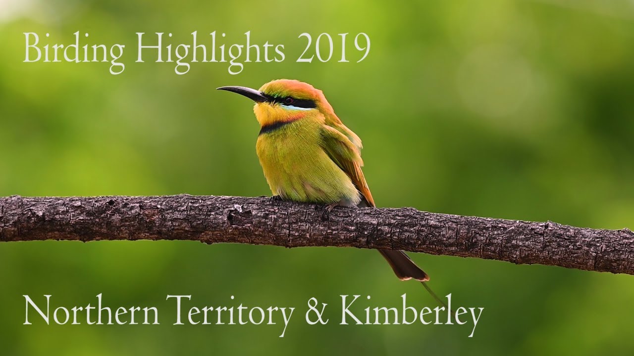 Birding Northern territory & The Kimberley Regions of Australia/ Nikon Z6/ Australian Bird Media
