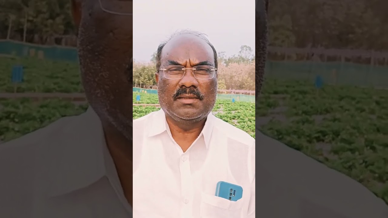 NAMMA BIDAR STRAWBERRY FARMER